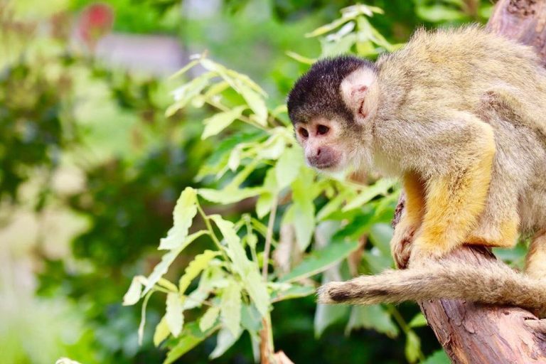 日立市かみね動物園