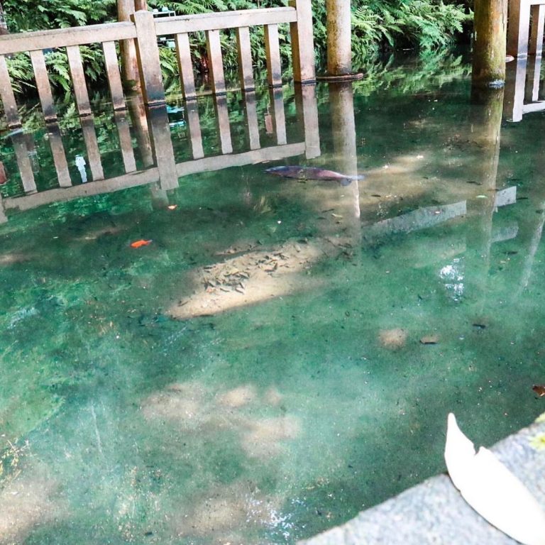 鹿島神宮 御手洗池